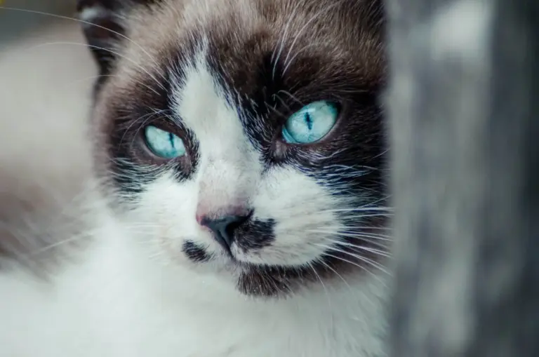 Closeup shot of the brown and white face of a cute blue-eyed cat