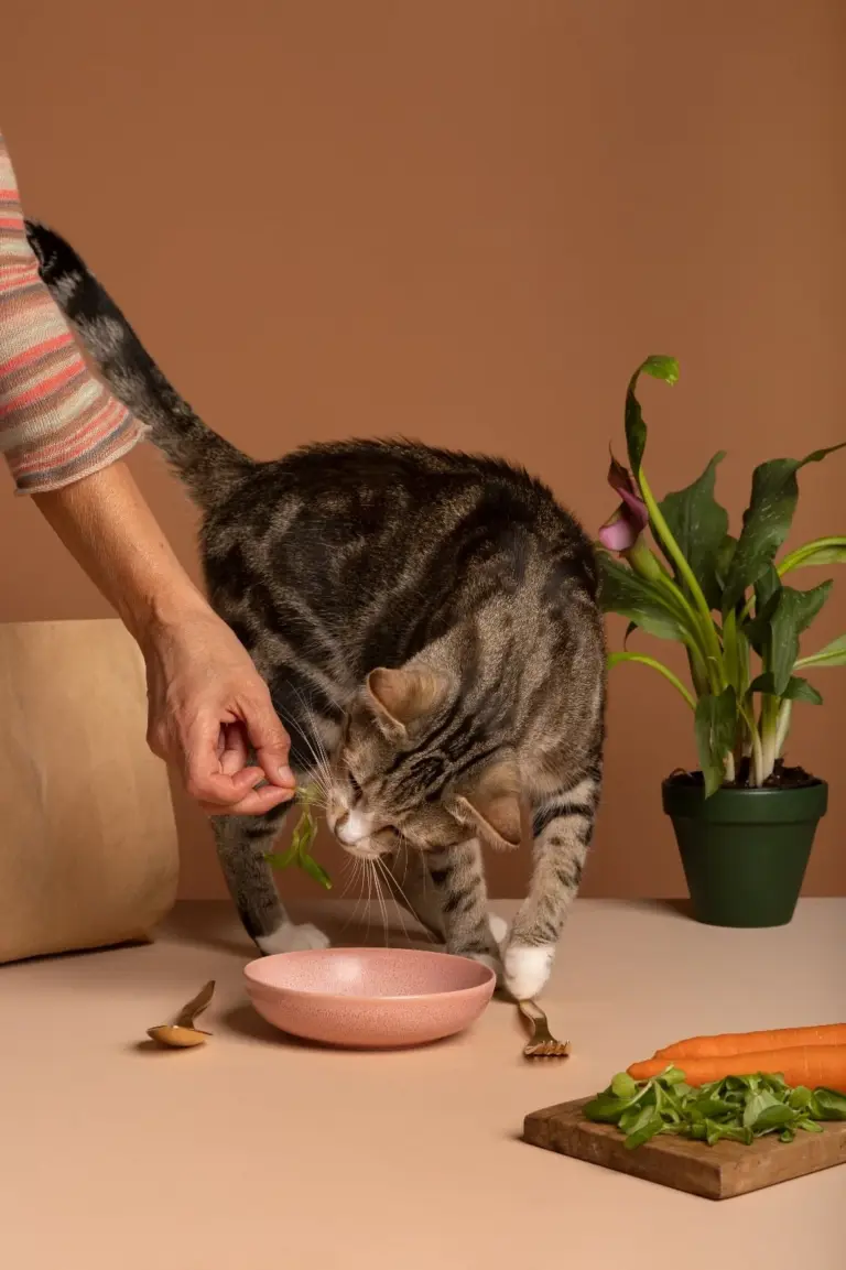 WhatsApp Image 2025-05-27 à 09.50