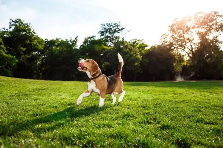 Funny happy beagle dog walking, playing in park