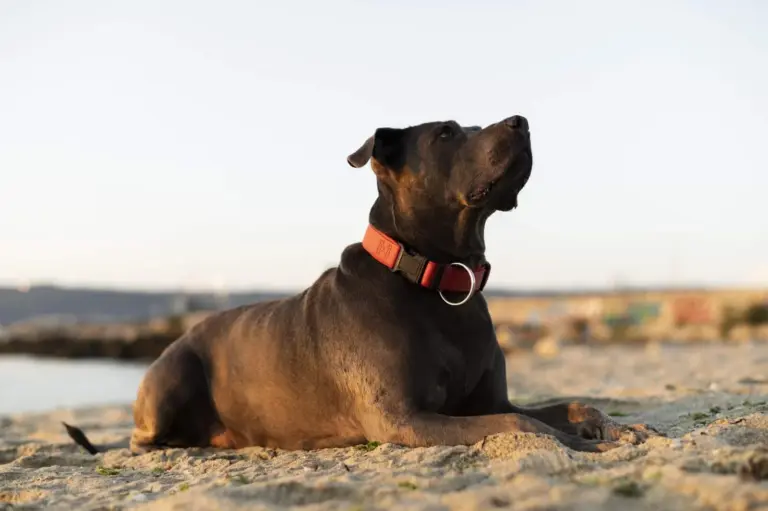 877d725cf1e74515a80e9b46d2975b71