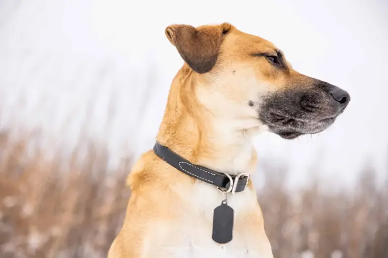 Low angle shot of a cute domestic Black Mouth Cur