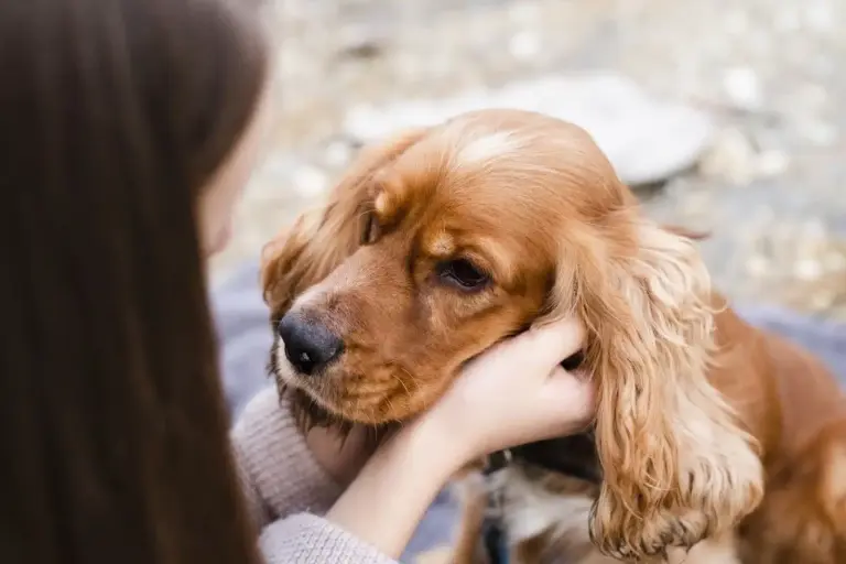 Cocker anglais : découvrez ce chien de compagnie affectueux et enjoué pour toute la famille