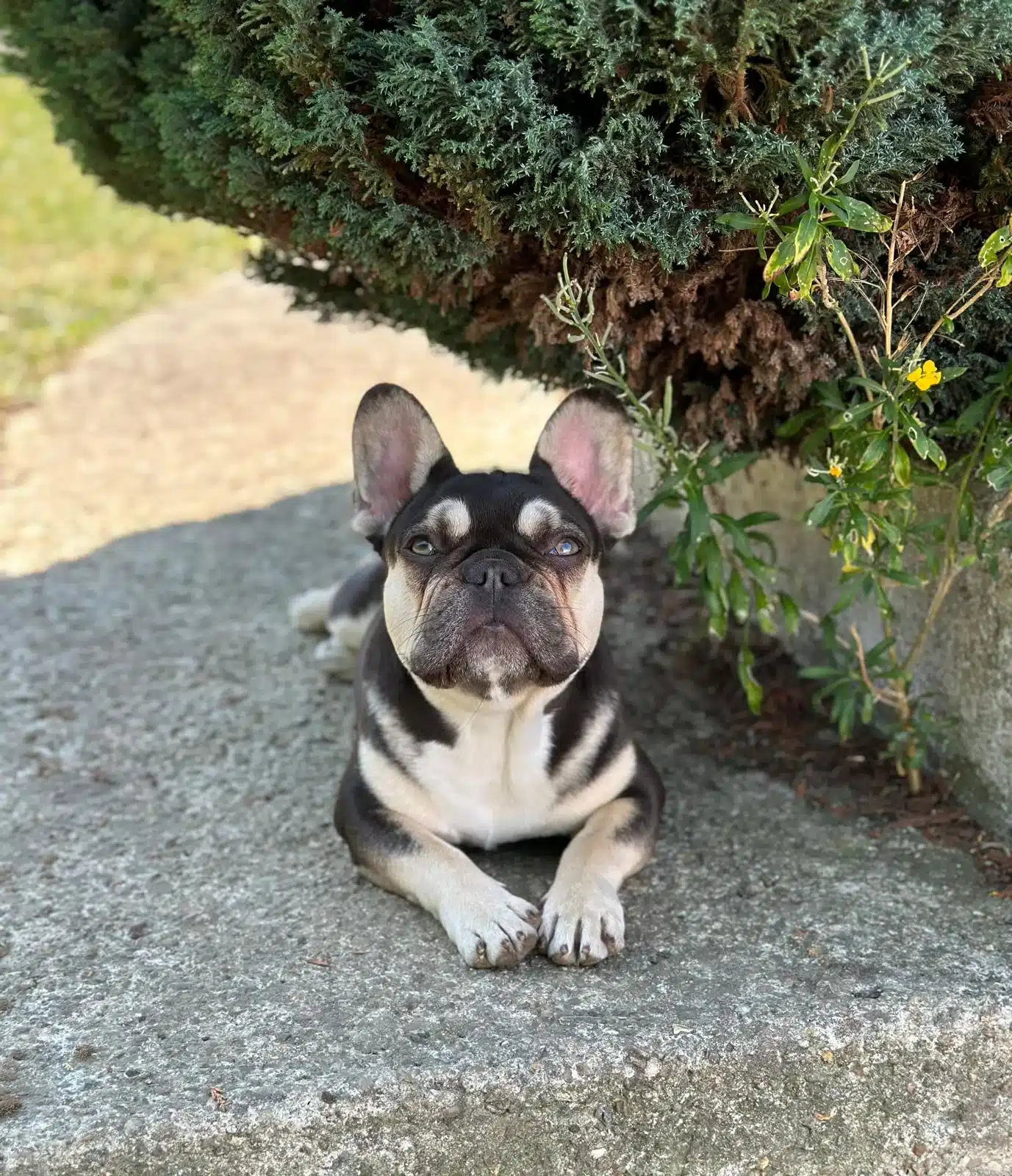 Koba, bouledogue français