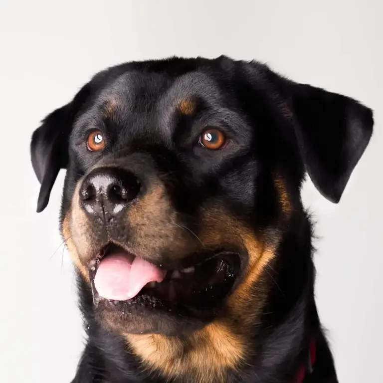 Le Rottweiler, ce chien à la carrure imposante et au regard expressif