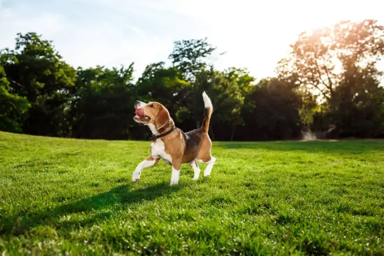 Le beagle est idéal comme compagnon