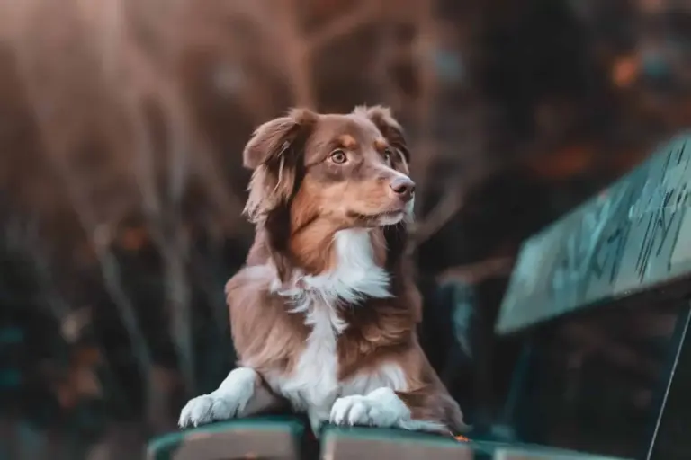 Le berger australien: chien extraordinaire, parfait maître actif et engagé