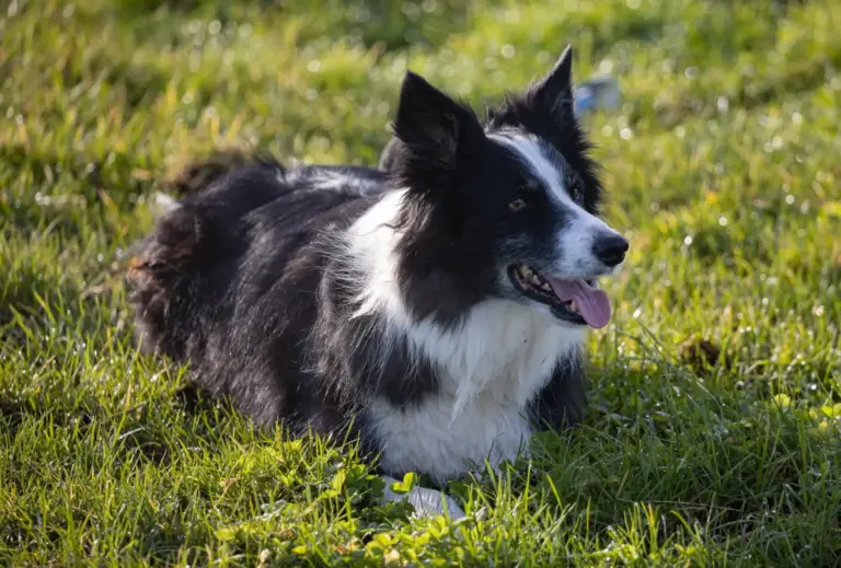 Border collie : un chien intelligent et énergique idéal pour les familles