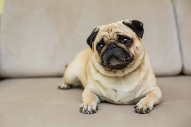 Découvrez le carlin : chien de compagnie adorable au museau plat et au caractère affectueux