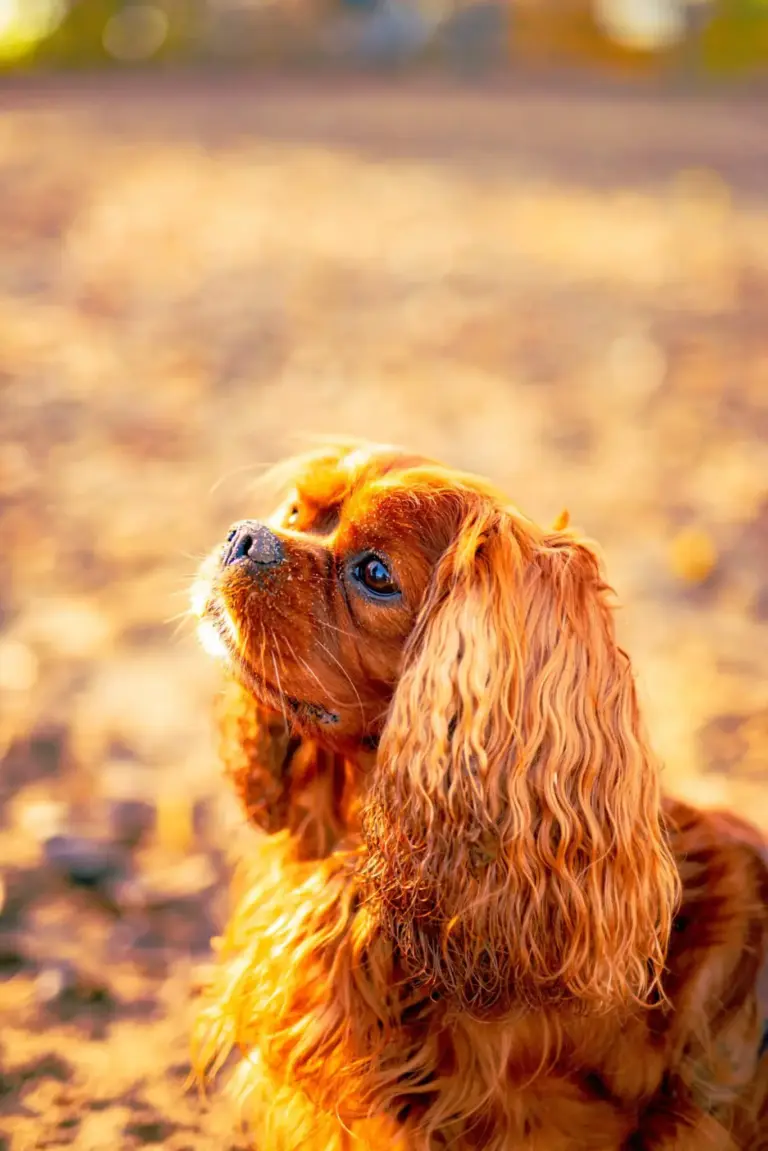 Tout savoir sur le Cavalier King Charles : caractère, éducation et soins