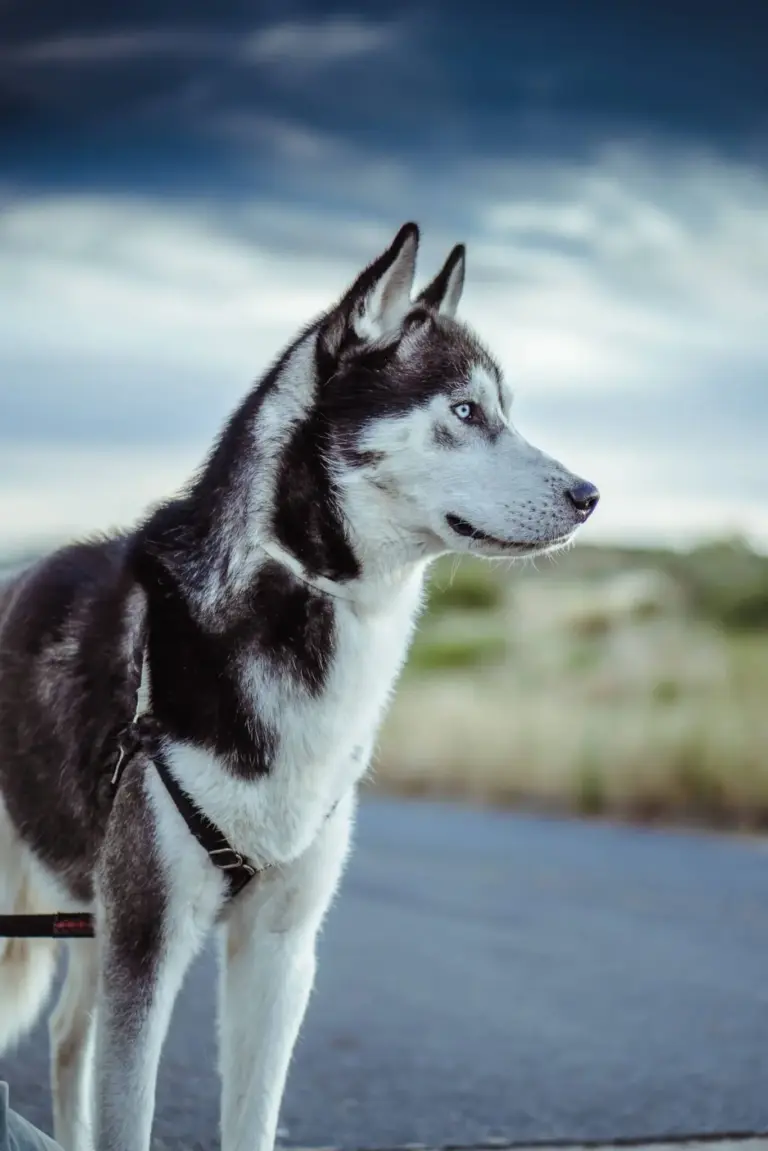 Husky de Sibérie : découvrez ce magnifique chien nordique