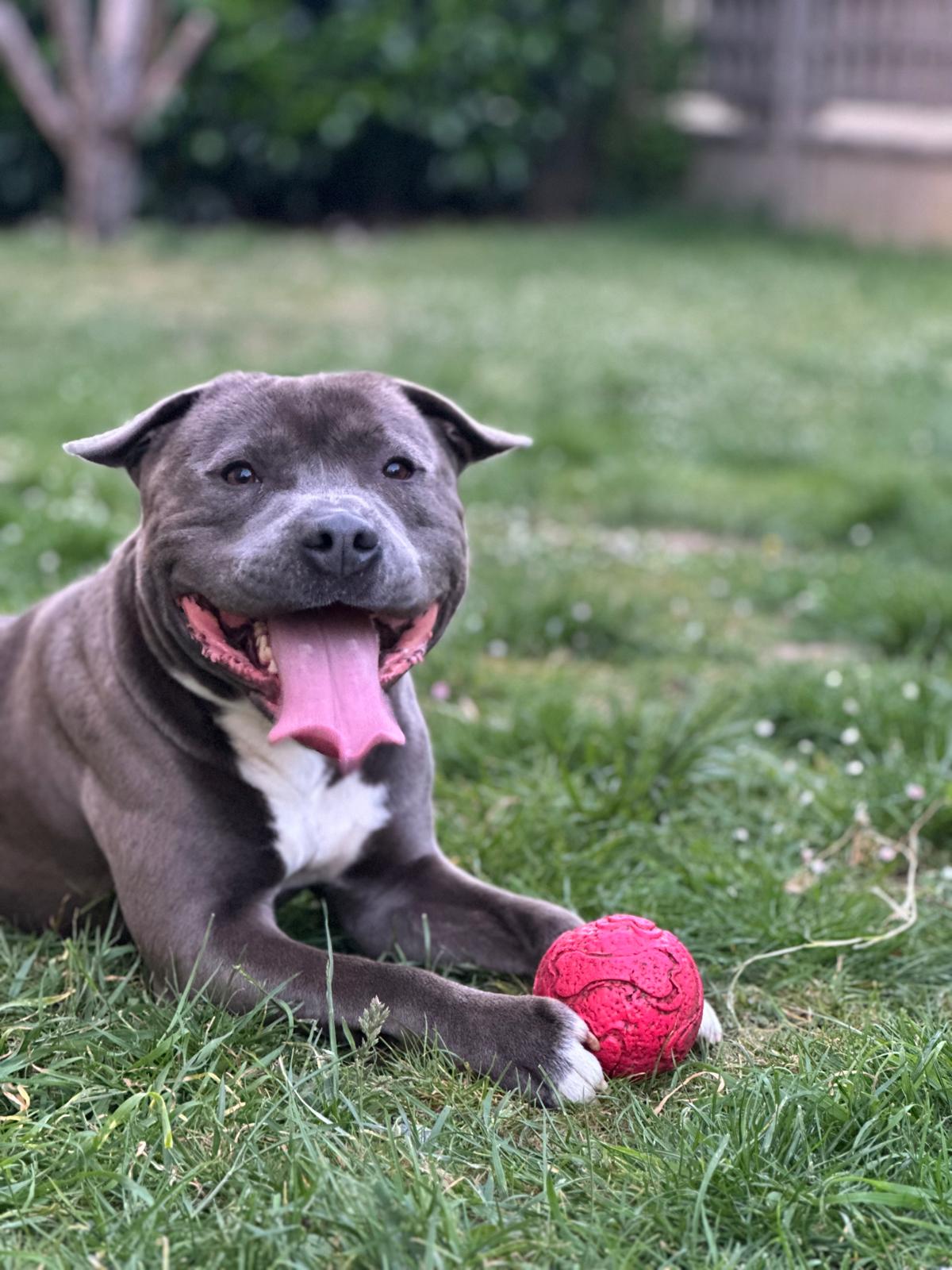 César, Staffordshire bull terrier