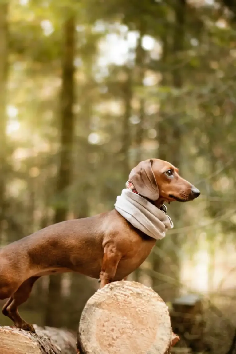 Le teckel : un chien de chasse adorable et plein de caractère