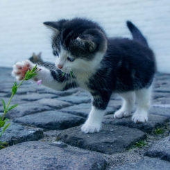 Compléments alimentaires Chats