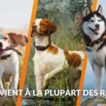 Weenect_XT_FR_3.width-800.format-webp-300×300 Weenect_XT_FR_3.width-800.format-webp-300×300