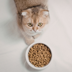 Croquettes chats