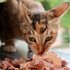Alimentation humide Chats