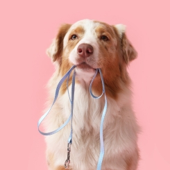Selleries chiens