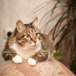 Chat senior