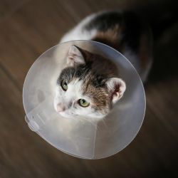 Chat stérilisé