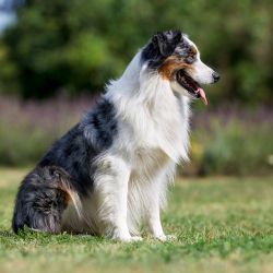 Chien adulte