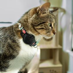 Collier GPS chat