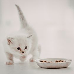 Croquettes chaton
