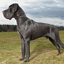 Grand chien