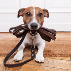 Selleries chien