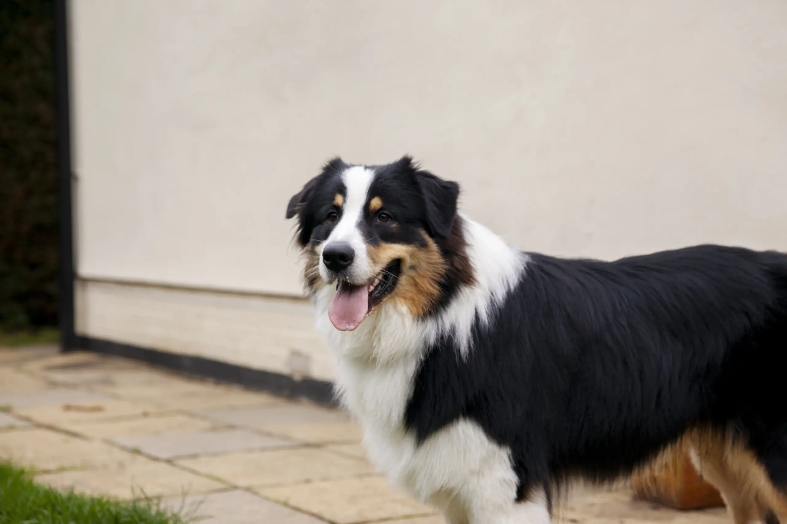 Chien moyen