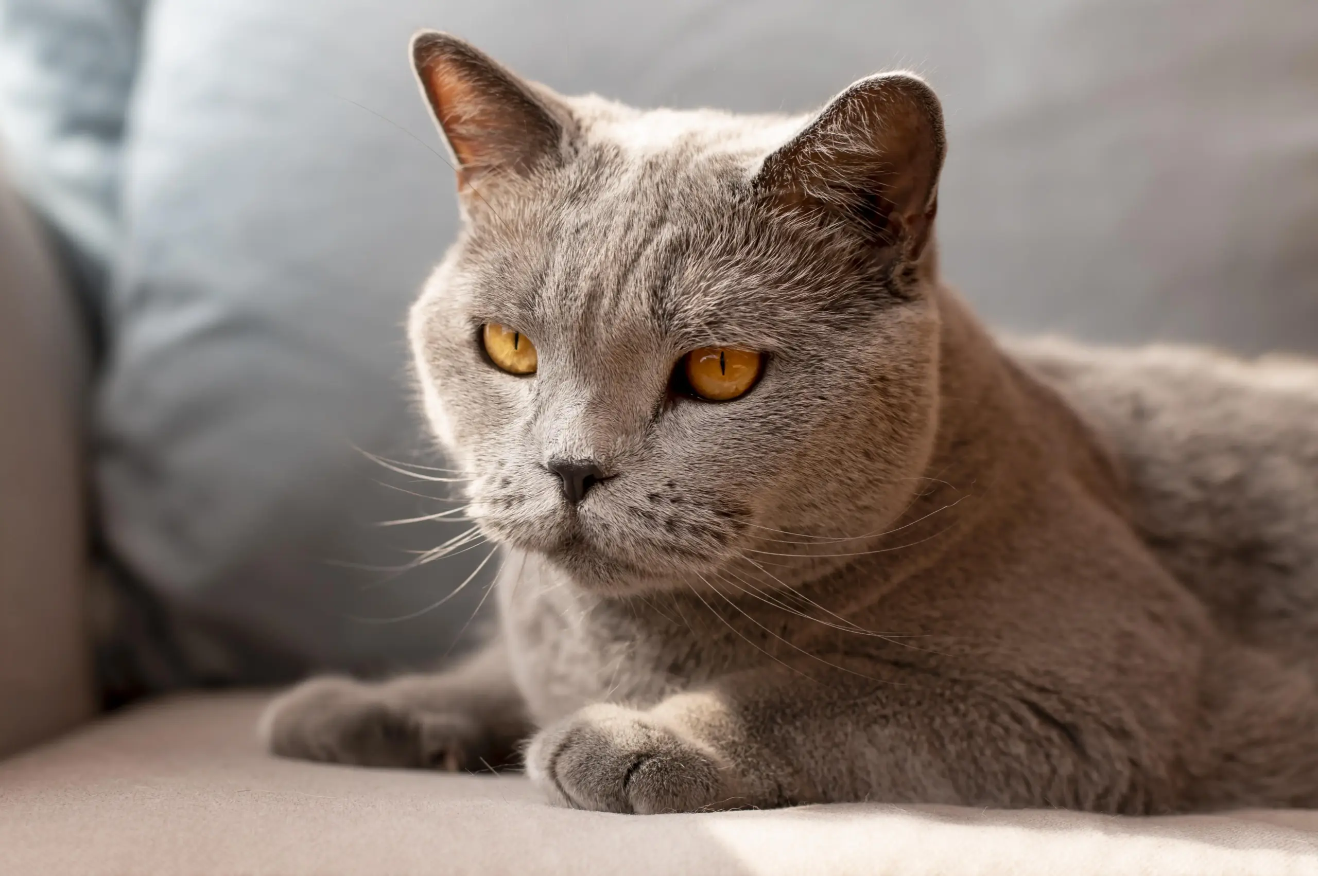 Chat adulte