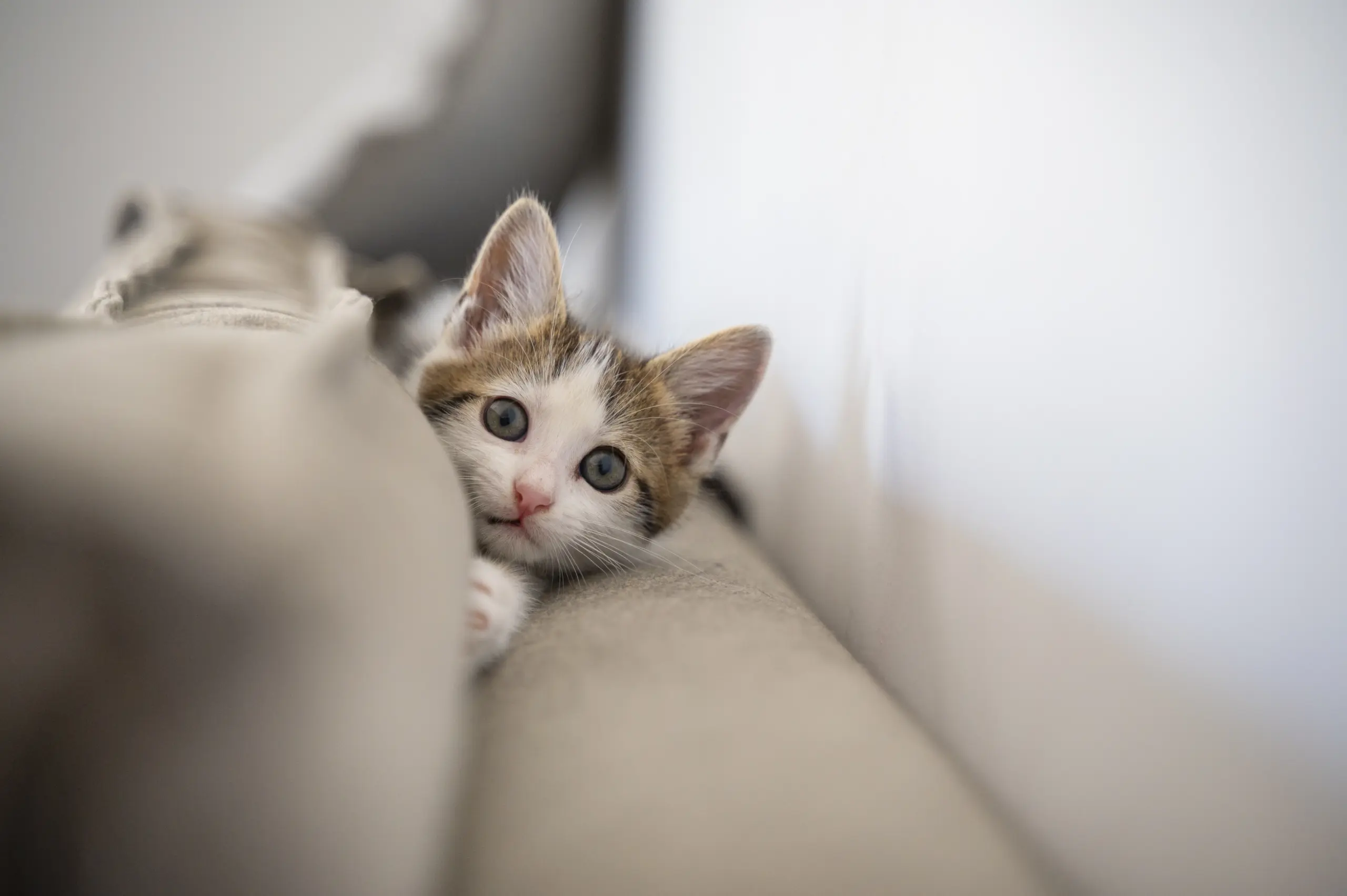 Croquettes chaton