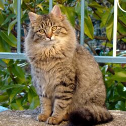 Chat adulte