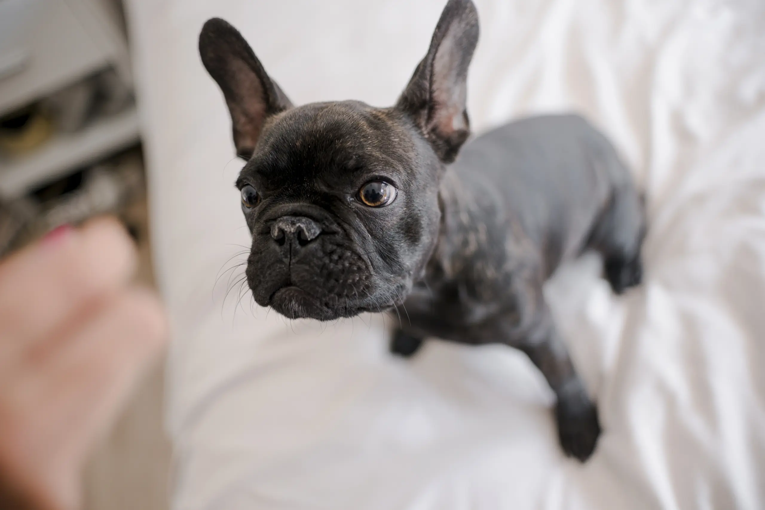 Petit chien & Mini