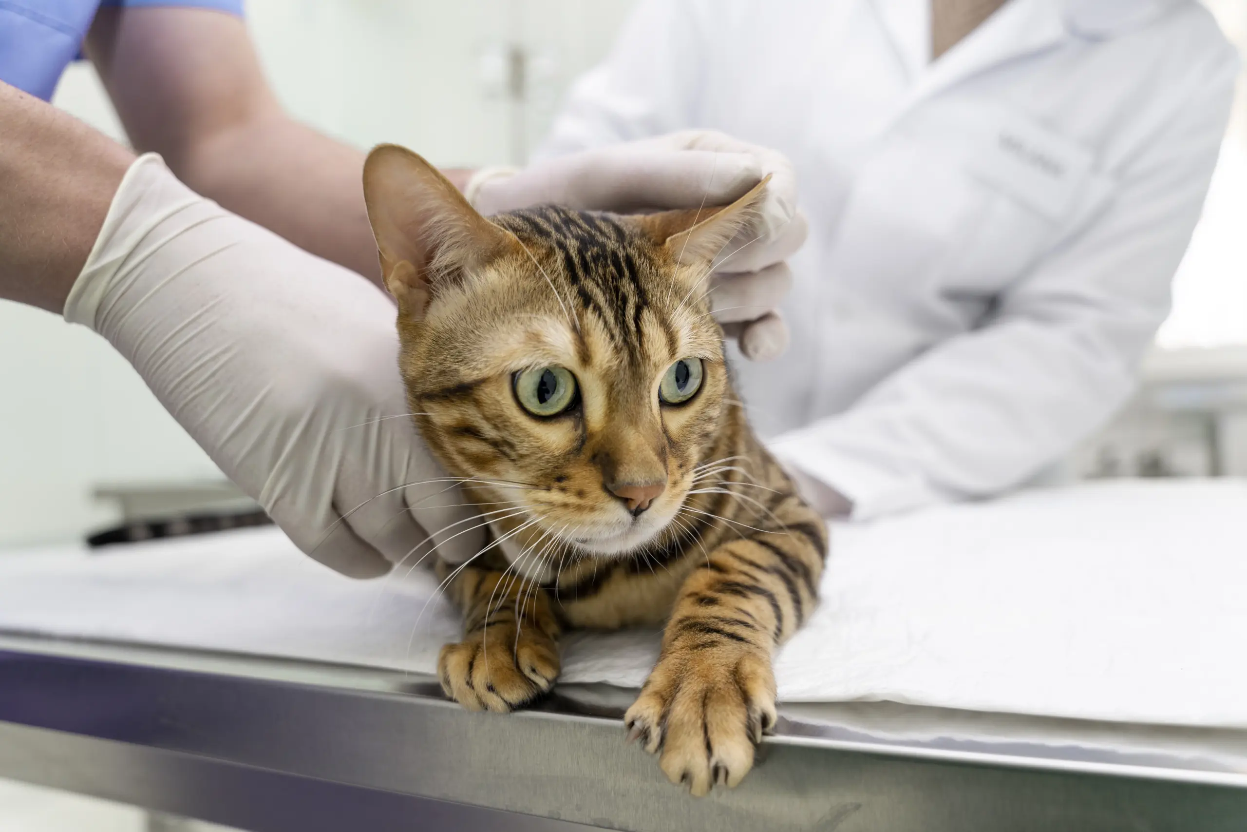 Chat stérilisé