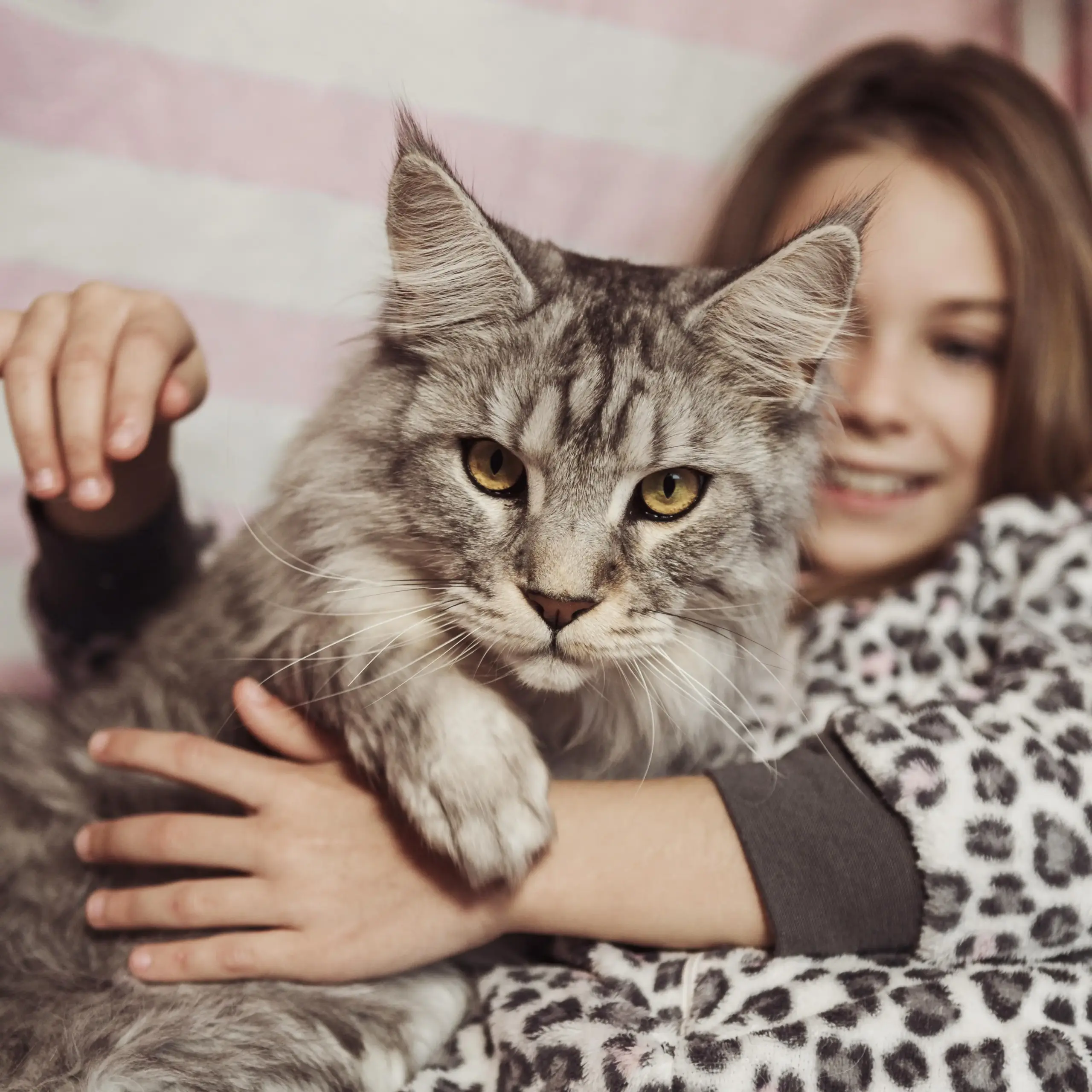 Chat grande race