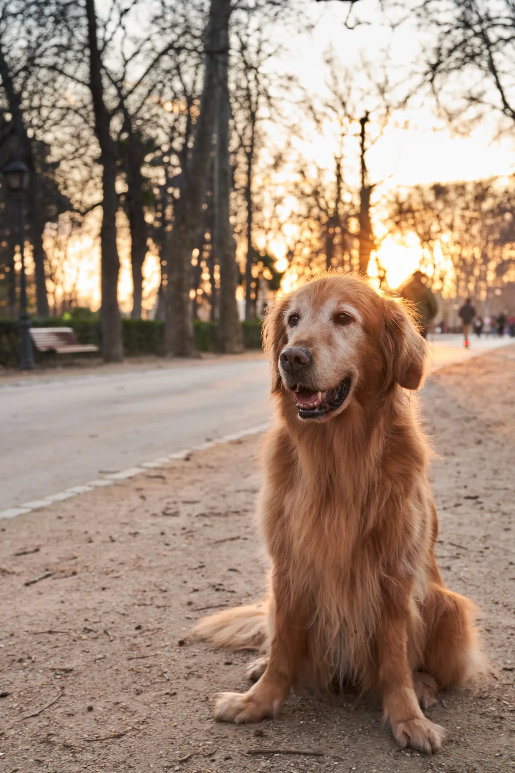 Chien adulte