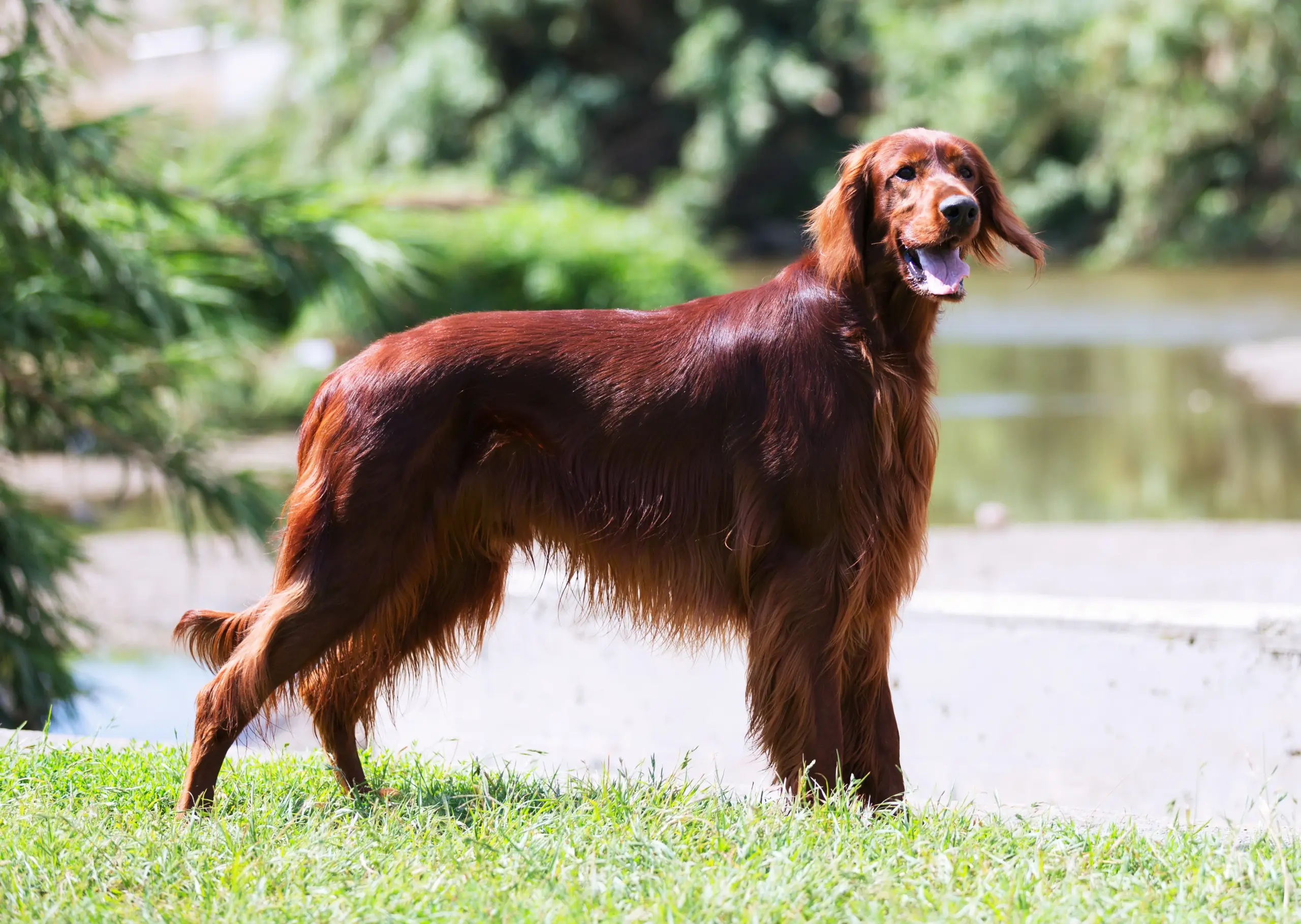 Grand chien