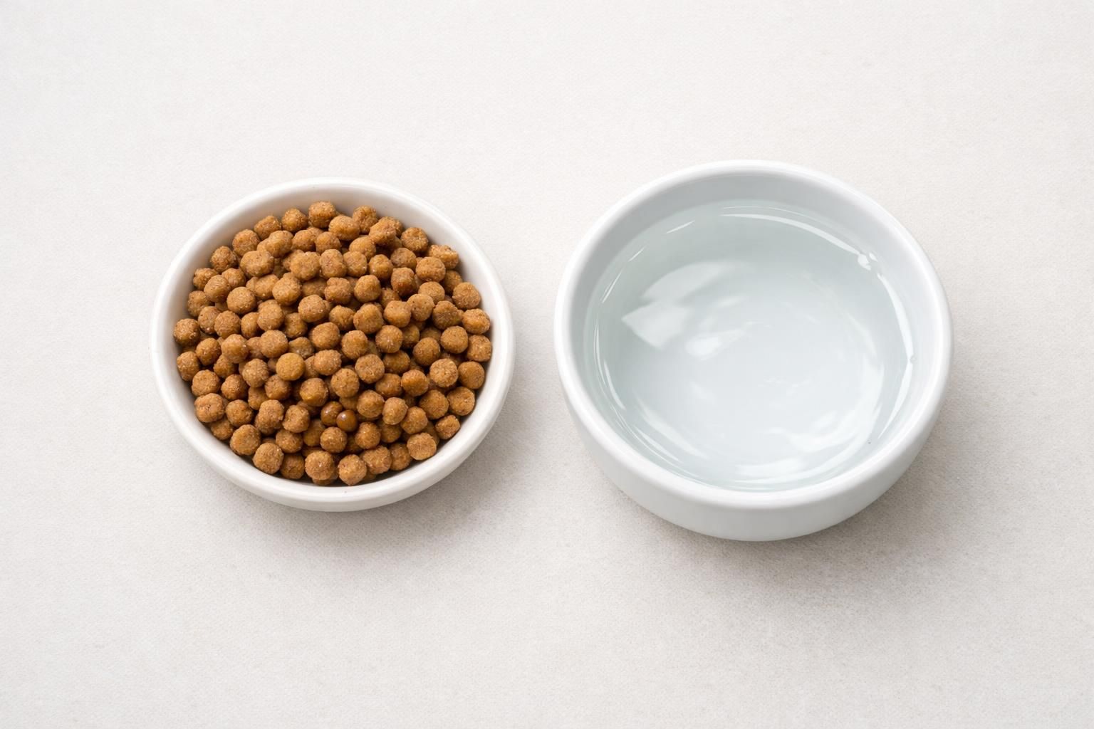 Petites croquettes pour chaton à humidifier avec de l'eau tiède
