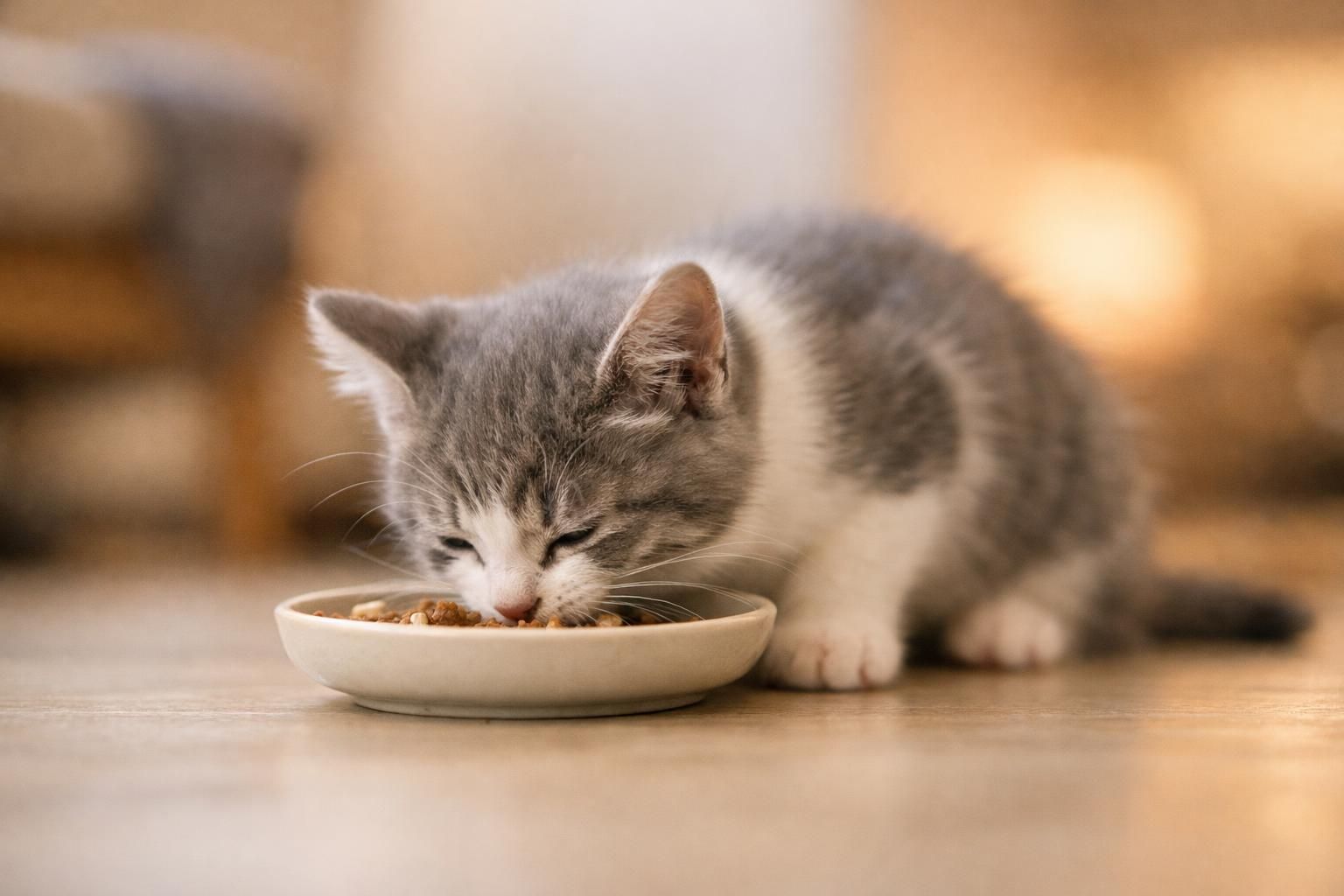 Chaton gris et blanc mangeant ses croquettes dans une petite gamelle