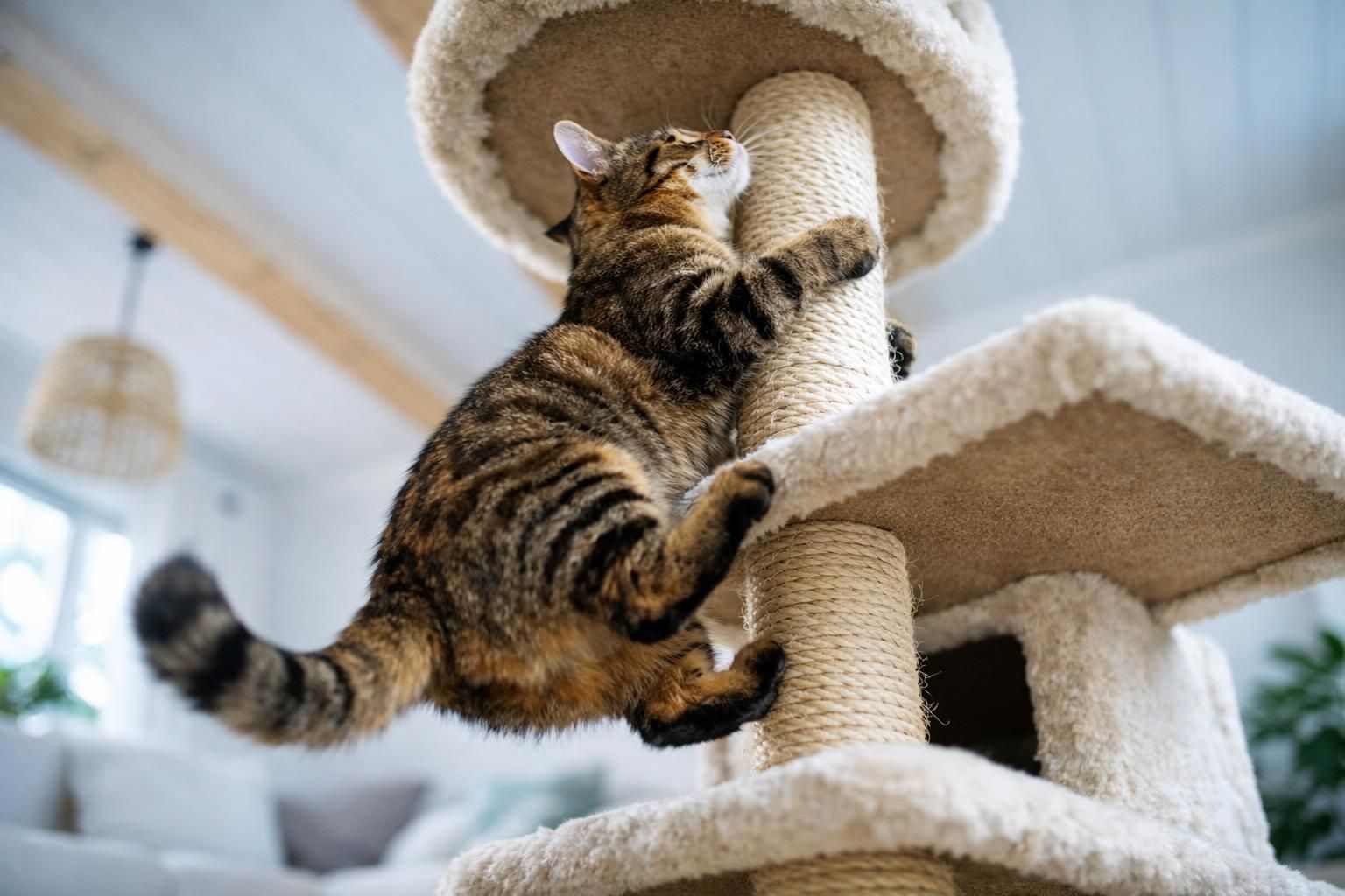Chat d'intérieur tigré grimpant sur un arbre à chat